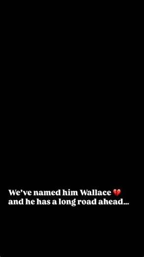 𝐒𝐞𝐯𝐞𝐧 𝐲𝐞𝐚𝐫𝐬 𝐨𝐧 𝐜𝐨𝐧𝐜𝐫𝐞𝐭𝐞. 𝐒𝐞𝐯𝐞𝐧 𝐲𝐞𝐚𝐫𝐬 𝐰𝐢𝐭𝐡𝐨𝐮𝐭 𝐤𝐢𝐧𝐝𝐧𝐞𝐬𝐬. https://cuddly.com/donate/4950875/wallace Meet the dog his owners didn’t even bother to name. 💔 For seven long years, he’s lived outside—nothing more than a lawn ornament, rotting in the background while his family walked past him every day. No real shelter. No relief from the heat. No soft bed. No vet care. Just hard concrete and silence. Now, at seven years old, he’s covered in sores from sleep