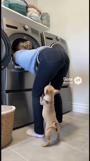 What is Pibble doing 💩💩💩💩💩💩💩😭😭😭😭😭💔💔💔💔💔#birdtrend