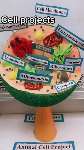 Creative 3D Cell Model Projects for Teachers and Students
