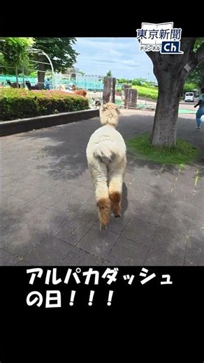 市川市動植物園でアルパカダッシュ Alpaca Dash at Ichikawa City Zoological and Botanical Garden