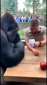 zookeeper performs a magic in front of gorilla #gorilla #viralreels A to Z Pets | A to Z Pets