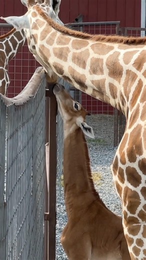 Why Do Spotless Giraffes Overheat? #goodtoknow #vet #medicine #funfacts #lifehacks #educational