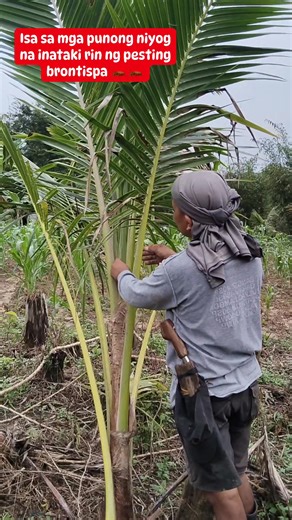 16K views · 265 reactions | Isa sa mga punong niyog na inataki rin ng pesting brontispa 荒荒 #provincelife #fbreels #coconutfarmers #applyinsecticides #highlight | Ronald Madeja Enfermo | Facebook