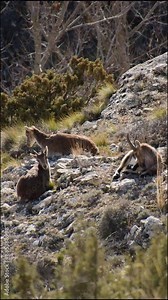 Herd of Iberian ibex resting together in the Sierra de Albarracín, showing social behavior.