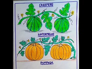 Creepers drawing easy/How to draw creepers/Watermelon plant and Pumpkin plant drawing/Class 2,3 EVS