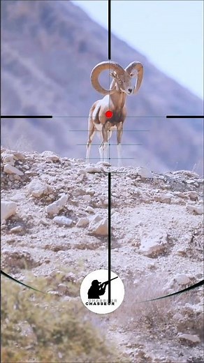 Mountain Goat Hunting | Caccia alla capra di montagna