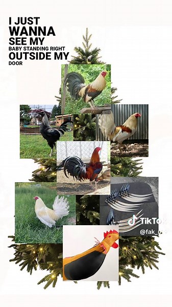 Understanding Gamefowl Handling Techniques