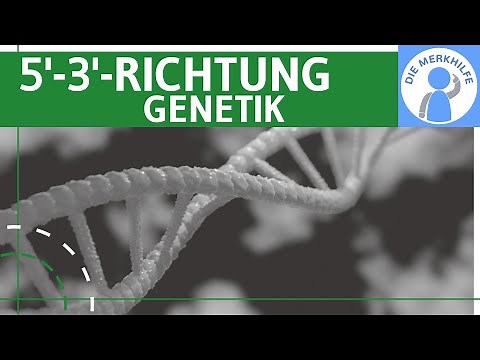 Why does synthesis always proceed in the 5'-3' direction? Genetics basics explained simply