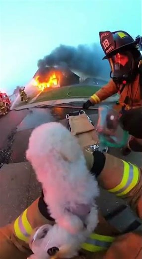POV Firefighter Rescues Dog From Massive House Fire 🚒 Emotional Animal Rescue