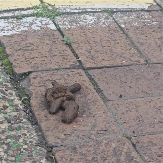 dog poop #baby #cutebaby #cute #shorts