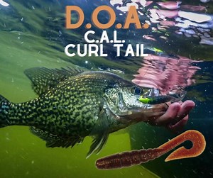 DOA C.A.L. Curl Tail DOALures.com | DOA Lures
