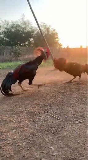 Raw & Intense: Kulang Asil Roosters In A High-Stakes Showdown! 🐓🔥#birdbattle #cockfight#roosterfight