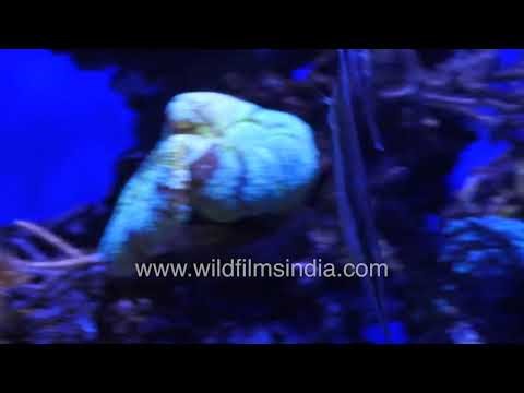 Kenya tree coral and pipefish species at National Aquarium Abu Dhabi