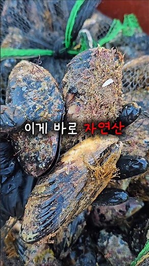 이게 자연산이라고요? 실물 보세요😤 #섭 #홍합 #자연산홍합 #동해안 #홍합탕 #활홍합 #홍합맛집 #자연산 #구룡포해풍수산