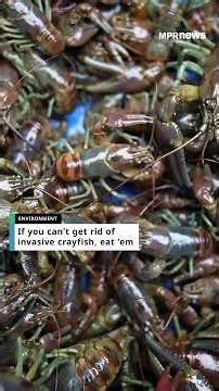 If you can't get rid of invasive crayfish, eat 'em
