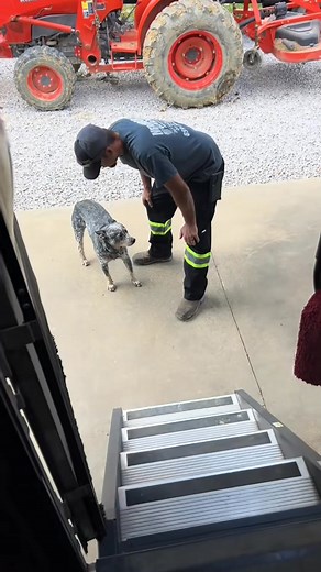 58K views · 1.3K reactions | #creatorsearchinsights_#blueheeler_#dad_7444185578851126570_fix | J. Patters | Facebook