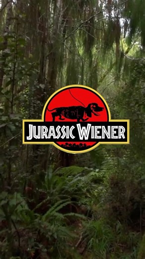 Crusoe the Dachshund on Instagram: "“Would you run.. hide.. or try to pet the Velociwiener?😆 (Watch my full JURASSIC WIENER episode via link in profile).” ~ Crusoe #jurassicpark #jurassicworld #dachshunds"