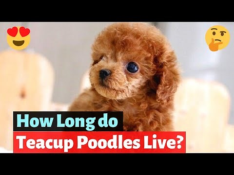 Teacup poodle: Interesting Facts and Detailed Guide on this dog breed