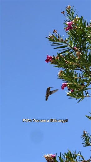 Charming Hummingbirds in Texas Nature