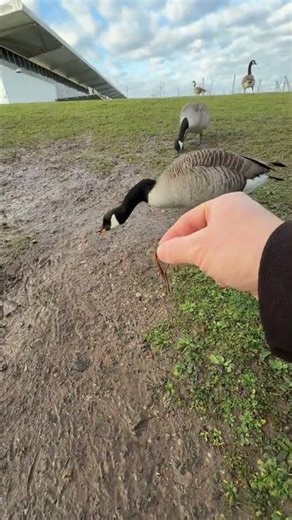 huge crabs 🦀#catchingfish #fishing #ruralfishing #handfishing #netfishing
