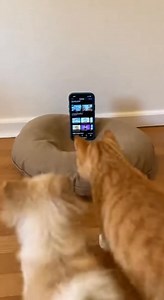 25K views · 120 reactions | Animals Enjoy a Phone Show! A cat, dog, and duckling gather around a phone, sharing a moment of curiosity. #fblifestyle #AI Generated using Kling AI . . . (For entertainment purposes only. Consult professionals if guidance on activities is presented. No brand affiliation is implied if any are shown. If inspired by true events, creative adaptations may be included. Content may include public footage.) | Fabiosa Life Stories | Facebook