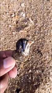 What Seashells Reveal About Ocean Life | Fascinating Discovery | Nature’s Beautiful Creation