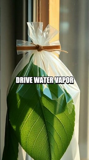 Leaf Lab at Home: Visualizing Plant Transpiration