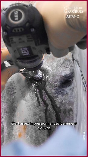 Chirurgie impressionnante sur un cheval à la clinique