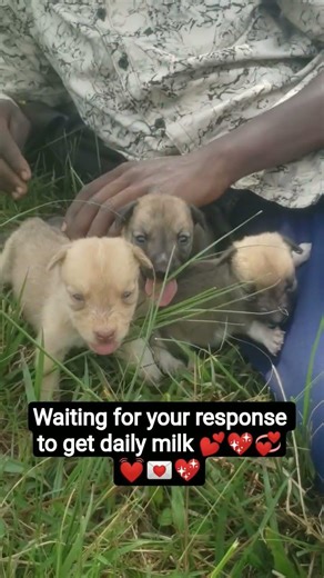 A Heartbroken Plea: Help Me Save My Puppies from Parvo