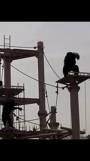 Chimpanzees vs Gorillas: Hilarious Animal Beef