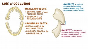 Video: Dental occlusion (Angle classifications) - Video Explanation! | Osmosis | Osmosis