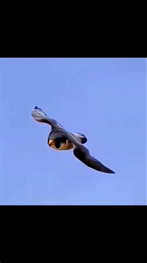 Peregrine Falcon Deadly Air Strike #falcon #falconattack #trending #shorts