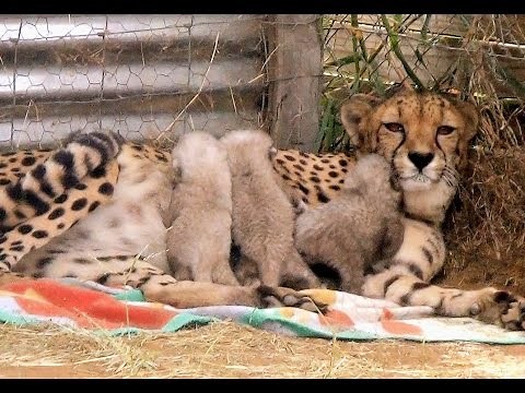 Growing UP Cheetahs - Mother Nurses Baby Cubs At Endangered Big Cat Breeding Center (Part 1)