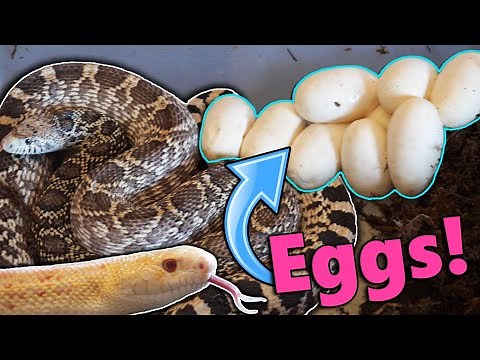 Our Axanthic Bullsnake Laid Eggs!!