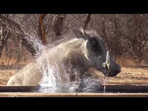 Namibia 2016 Archery Cull Hunt, Part 1