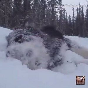 6.7K views · 242 reactions | Dog loves the snow! And you? | Severe Weather World | Facebook