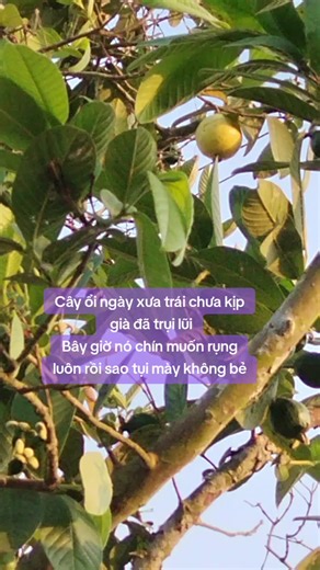 Cây ổi chín rụng, sao không bẻ?