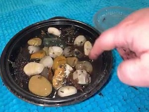 springtail started without culture?