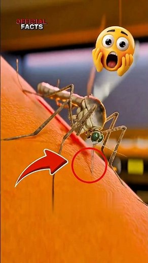 Why Mosquitoes Only Bite You At Night