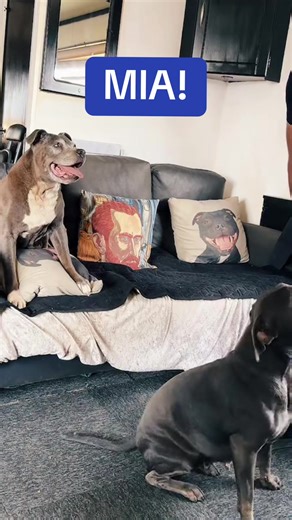 MANSBESTFRIENDFORLIFE (@mansbestfriendforlife)’s videos with Dogs For Life - DMX