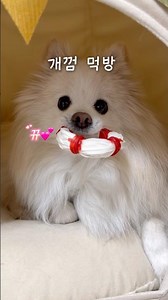 개껌 사줄 맛 나는 댕댕이 #강아지 #솜뭉치 #pets #petshorts #포메 #cutedog #강아지먹방