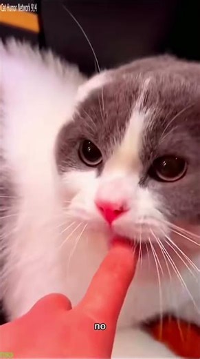 Cute Cats 🐈‍⬛ #trending 🐈‍⬛ # Ep 3552