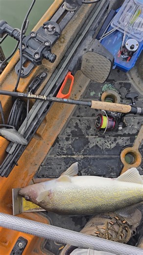 Fish Head Assassin Fishing #fishheadassassin #fishing #walleye | Fish Head Assassin