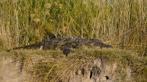 1.4K views | NO BAD DAYS - MAKING WAVES Whatch the full episode this week on Openview Channel 115 - Peoples Planet 4 March @ 09:30 & 18:30 7 March @ 09:30 & 18:30 Suzuki SA Suzuki Marine South Africa Suzuki Motorcycles South Africa Vagabond Campers Aliboats Or on YouTube : https://youtu.be/r_mbfuvdp6c | Adventure Afrika | Facebook