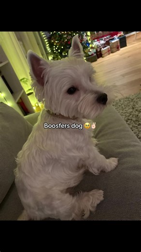 Boosfer's Adorable Dog: A Cutie Patootie!