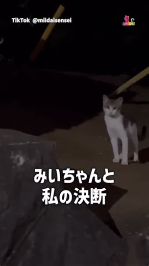 ねこナビ on Instagram: "猫の親子を救った…夏の決断 #猫 #ねこ #ねこのいる生活 #ねこすたぐらむ #ねこナビ"