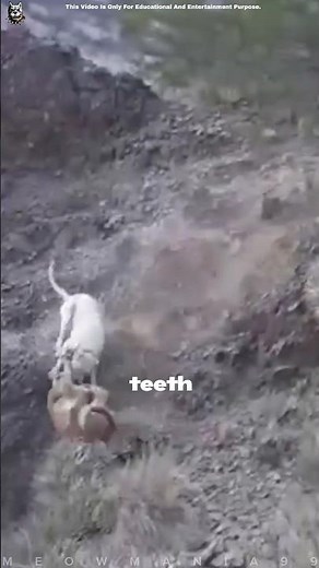 Dogo Argentino Vs Puma - Real Fight - Who will win 😏