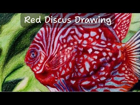 Red Discus Fish Drawing | Hyper Realistic Colored Pencil Art