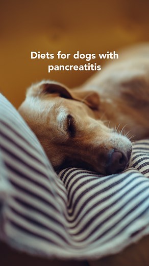 How to feed a dog with inflammatory disease pancreatitis. There are two types of pancreatitis – chronic and acute. Diet has a huge role to play in treating both. In a nutshell, too fatty a diet could be the original cause of the disease and can certainly trigger flare-ups. During and after a flare-up, the Honey’s Healthcare Team recommends feeding a cooked diet of lean meat – for example, chicken breast – together with gently steamed vegetables such as kale or broccoli for fibre. What about the 