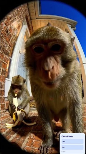 Monkey Fun record in camera #monkey #funny #comedy
